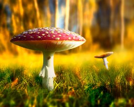 Fliegenpilze_2_links