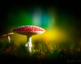Fliegenpilz_Mushroom_Bokeh